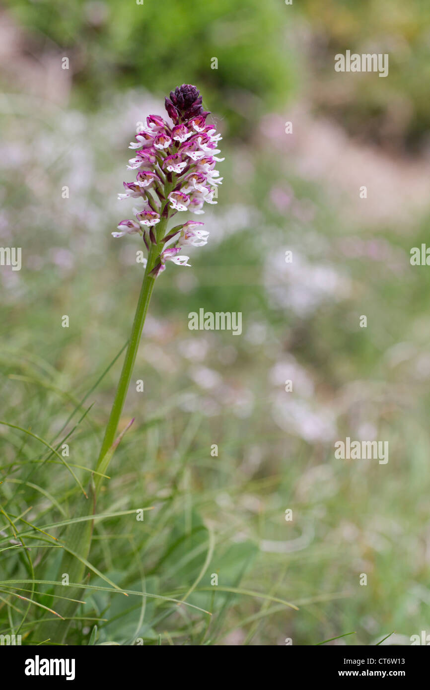 Bruciò Orchid; Orchis ustulata; Spagna Foto Stock