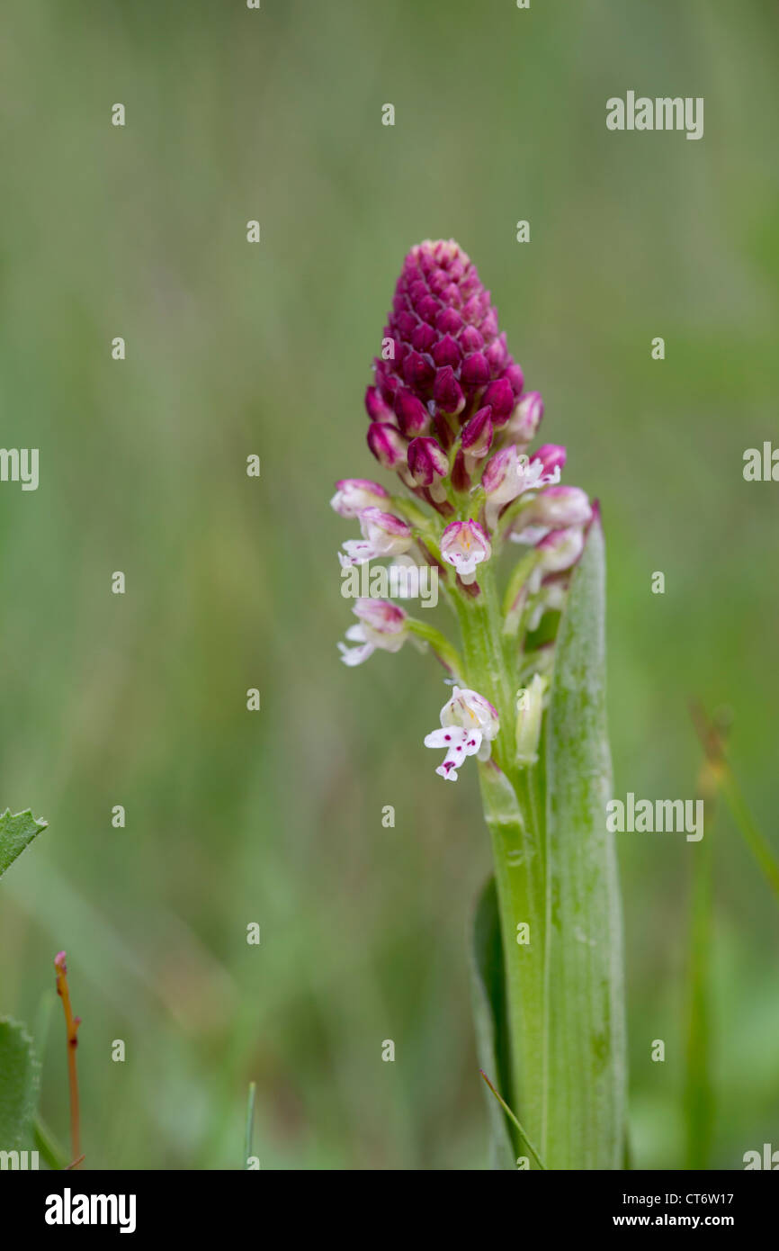 Bruciò Orchid; Orchis ustulata; Spagna Foto Stock