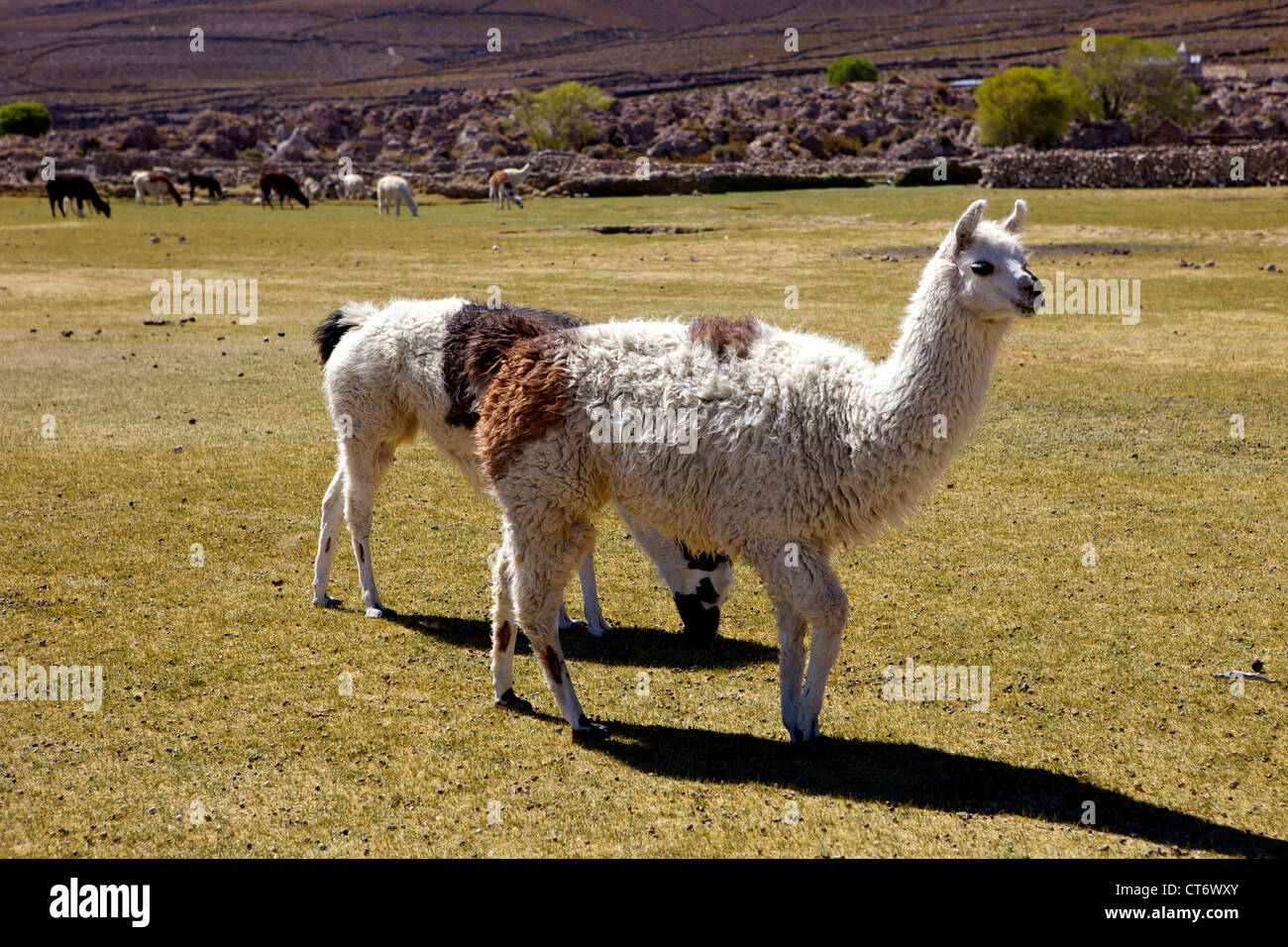 Lama e alpaca pascolare, tunupa, a sud-ovest della Bolivia, Sud America Foto Stock