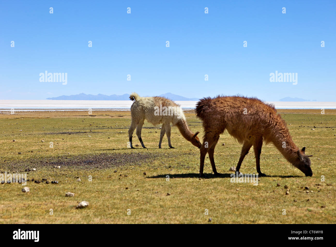 Lama e alpaca pascolare, tunupa, a sud-ovest della Bolivia, Sud America Foto Stock