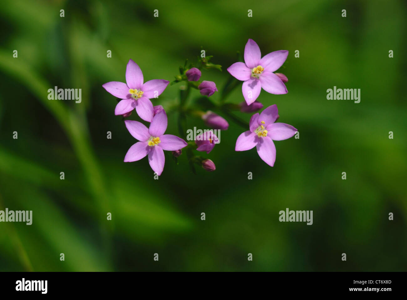 Una vista da sopra della comune centaury, un fiore selvatico REGNO UNITO Foto Stock