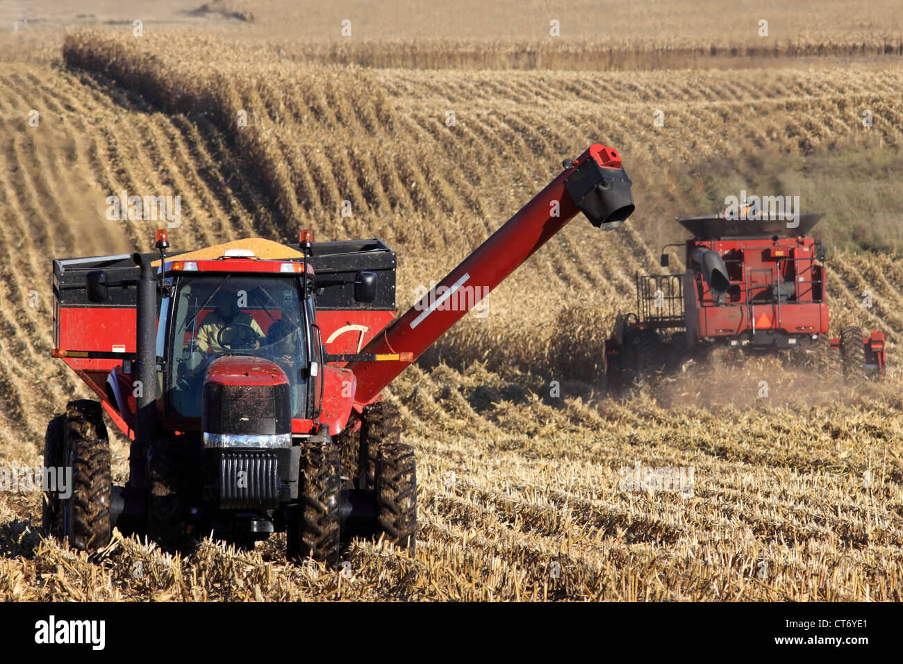 La raccolta del mais il funzionamento in Wisconsin, USA Foto Stock