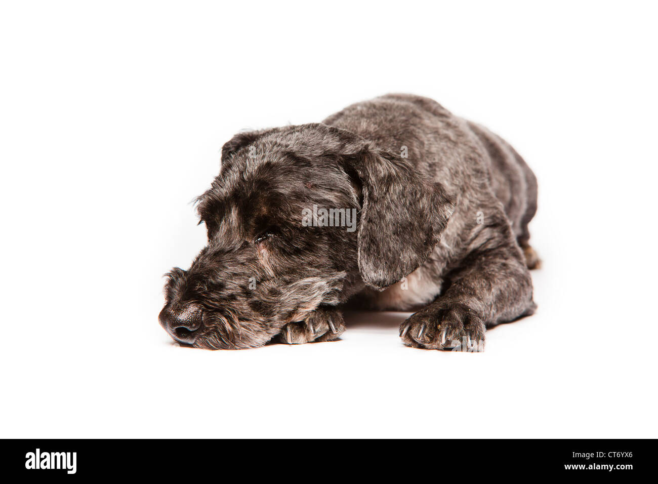 Un bianco e nero adulto schnauzer isolate su uno sfondo bianco Foto Stock