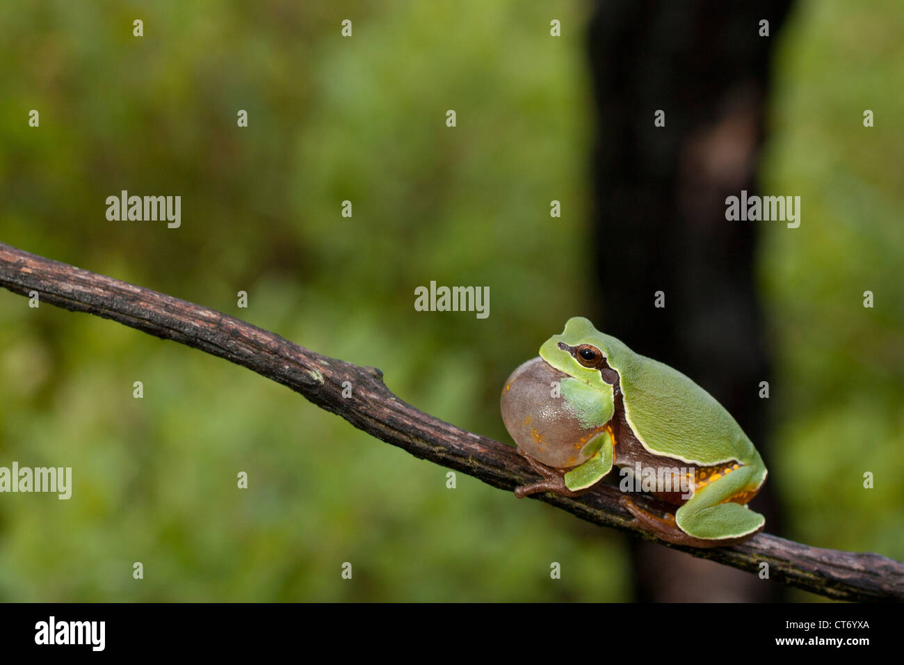 Pine barrens raganella (Hyla andersonii) chiamando Foto Stock