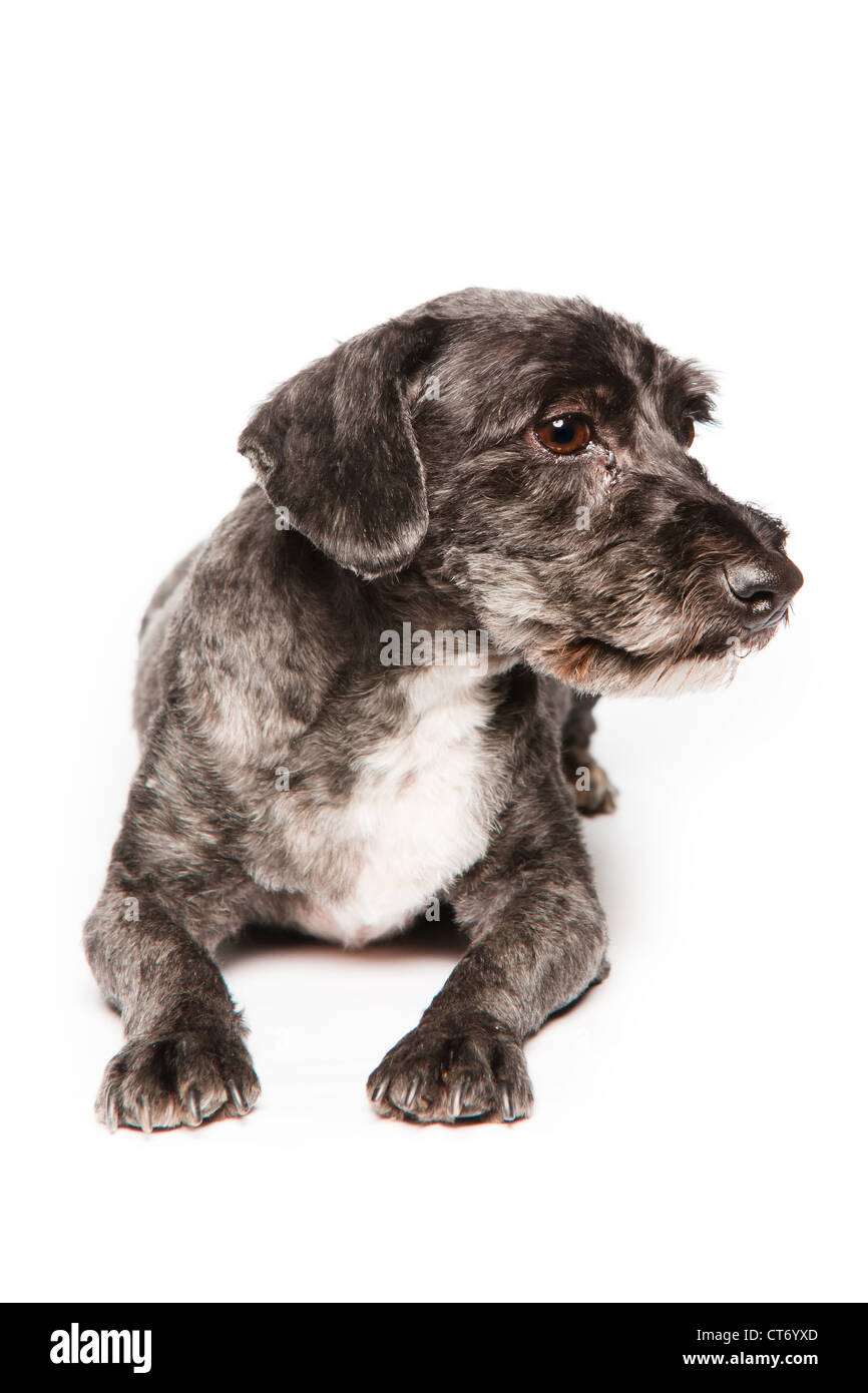 Un bianco e nero adulto schnauzer isolate su uno sfondo bianco Foto Stock