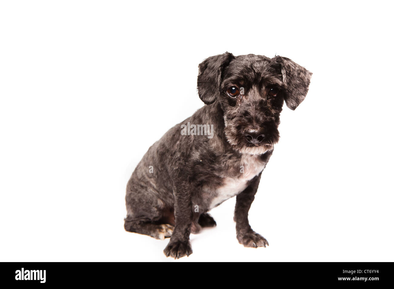 Un bianco e nero adulto schnauzer isolate su uno sfondo bianco Foto Stock