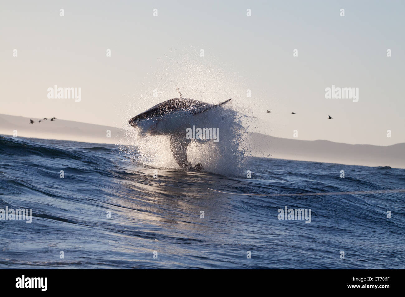 Il grande squalo bianco violare fuori dall'acqua cercando di retrodatare su una guarnizione decoy Gansbaai, Dyer Island, Sud Africa Foto Stock