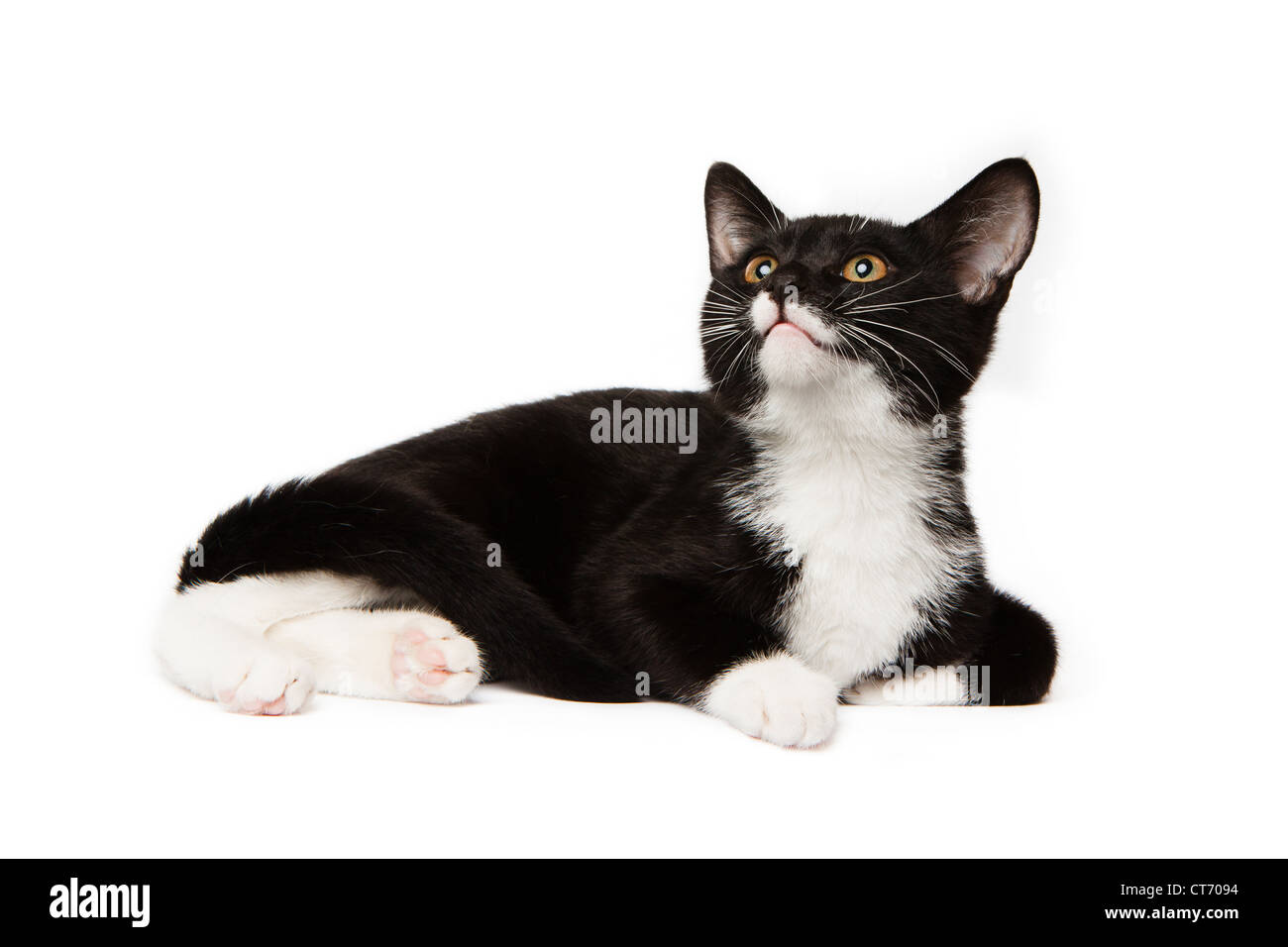 Bianco e nero domestico capelli corti gattino Foto Stock