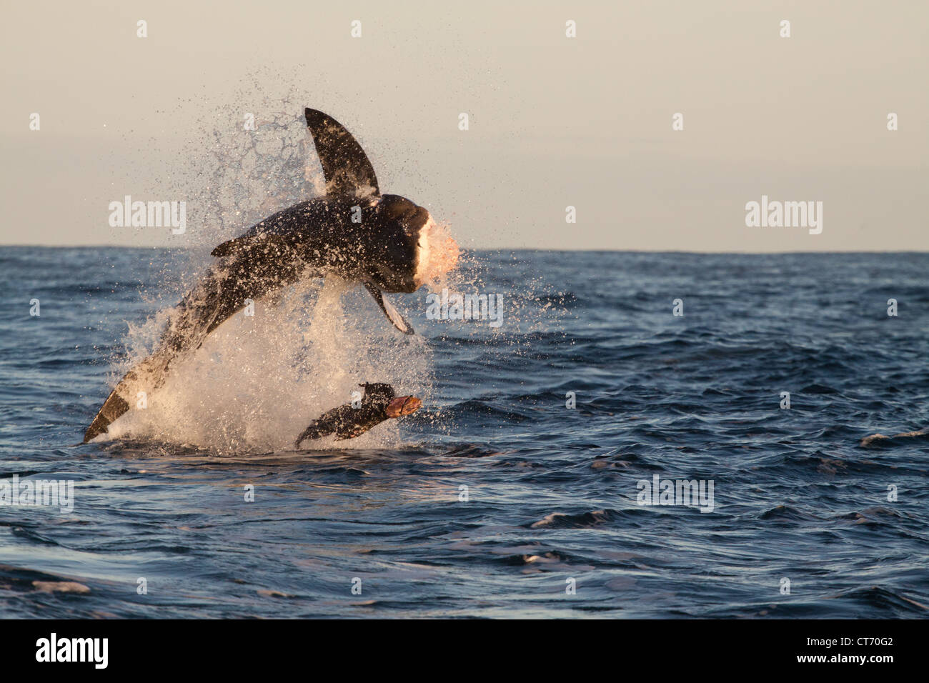 Il grande squalo bianco violare fuori dall'acqua cercando di retrodatare su una guarnizione decoy Gansbaai, Dyer Island, Sud Africa Foto Stock