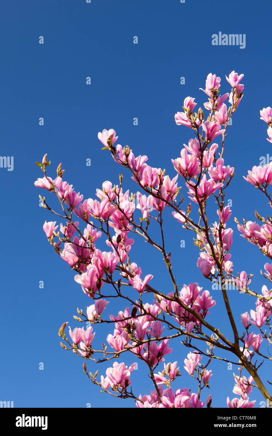 Albero di Magnolia blossoms, Inghilterra Foto Stock