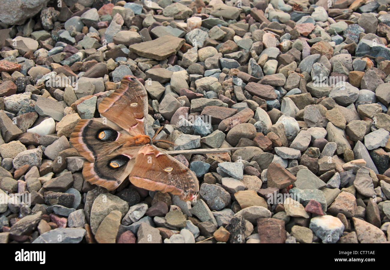 Una falena su alcune rocce Foto Stock