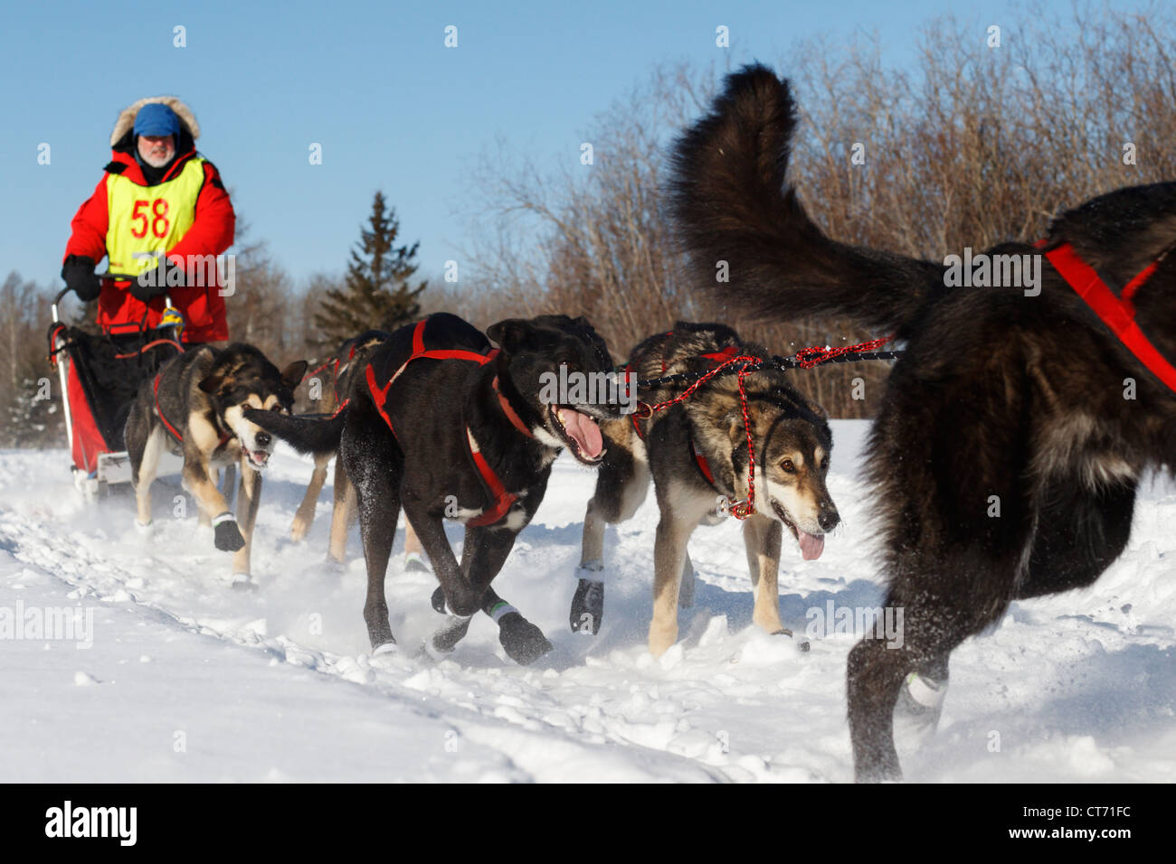 Un concorrente lascia la zona di avvio durante la quercia bianca Sled Dog classica gara su 8 gennaio 2011 nel fiume Cervo, Minnesota. Foto Stock