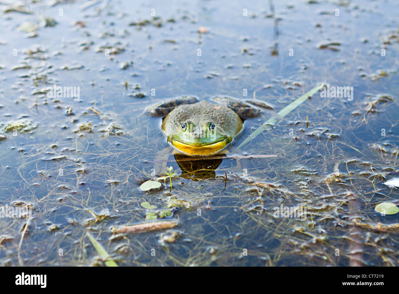 American bullfrog,Rana catesbeiana,Lithobates catesbeianus,rana,anura Foto Stock