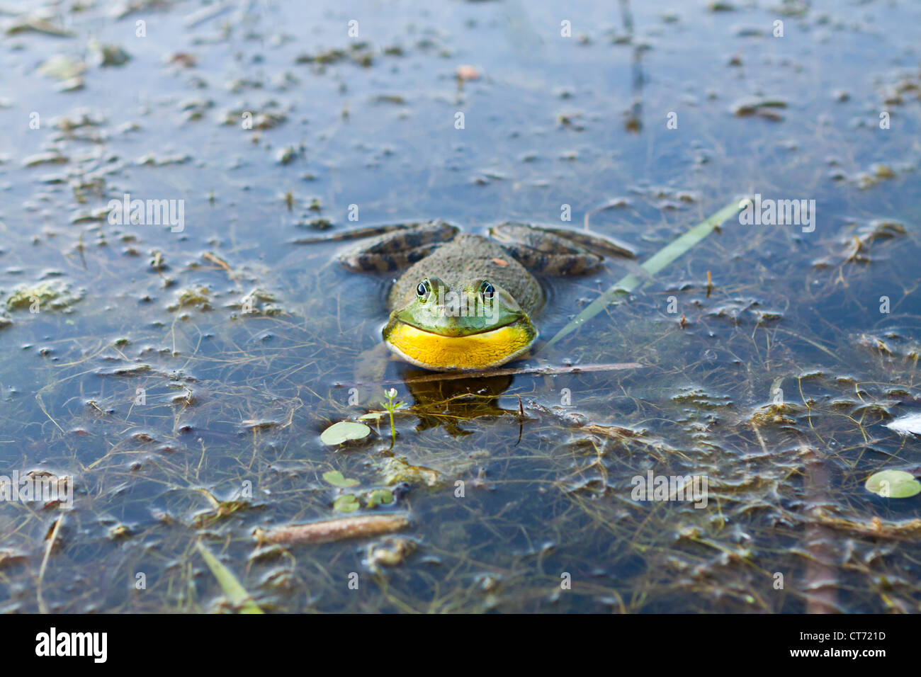 American bullfrog,Rana catesbeiana,Lithobates catesbeianus,rana,anura Foto Stock