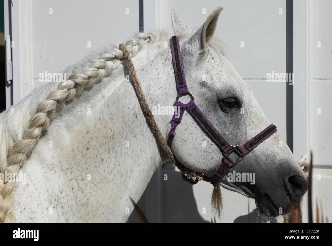 Cavallo bianco intrecciato equestre criniera Foto Stock