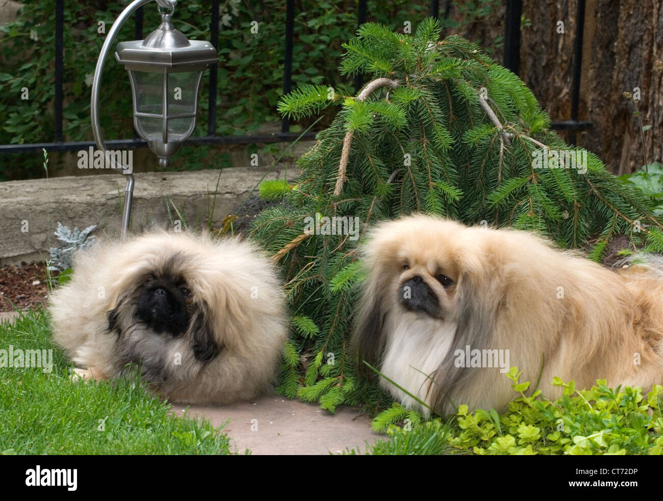 Pekinese e cucciolo Foto Stock
