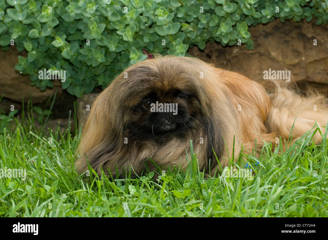 Pekingese giacente in erba Foto Stock