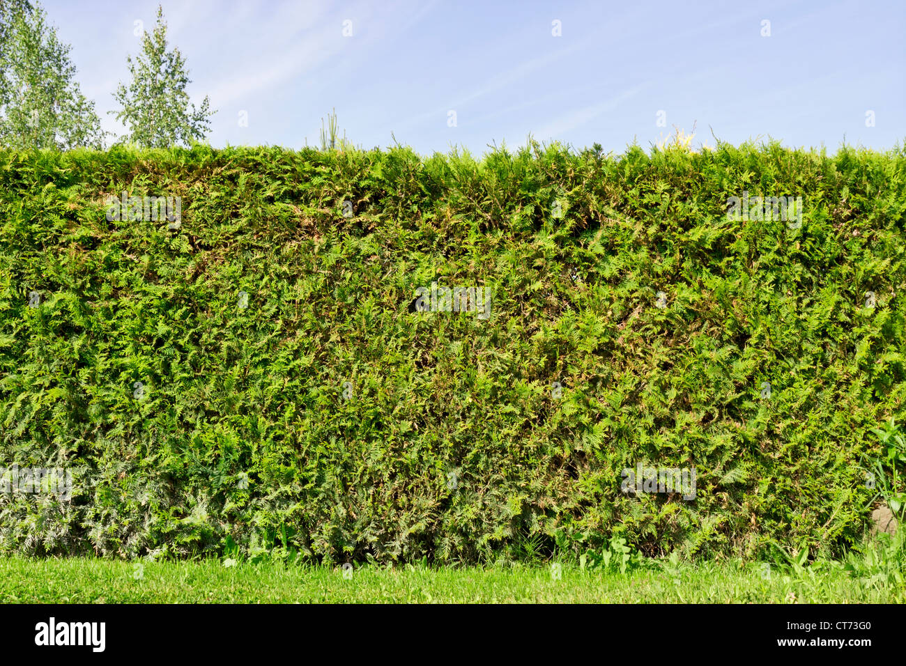Frammento di una recinzione rurale hedge da piante sempreverdi ( la Thuja). Giorno d'estate e di sole Foto Stock