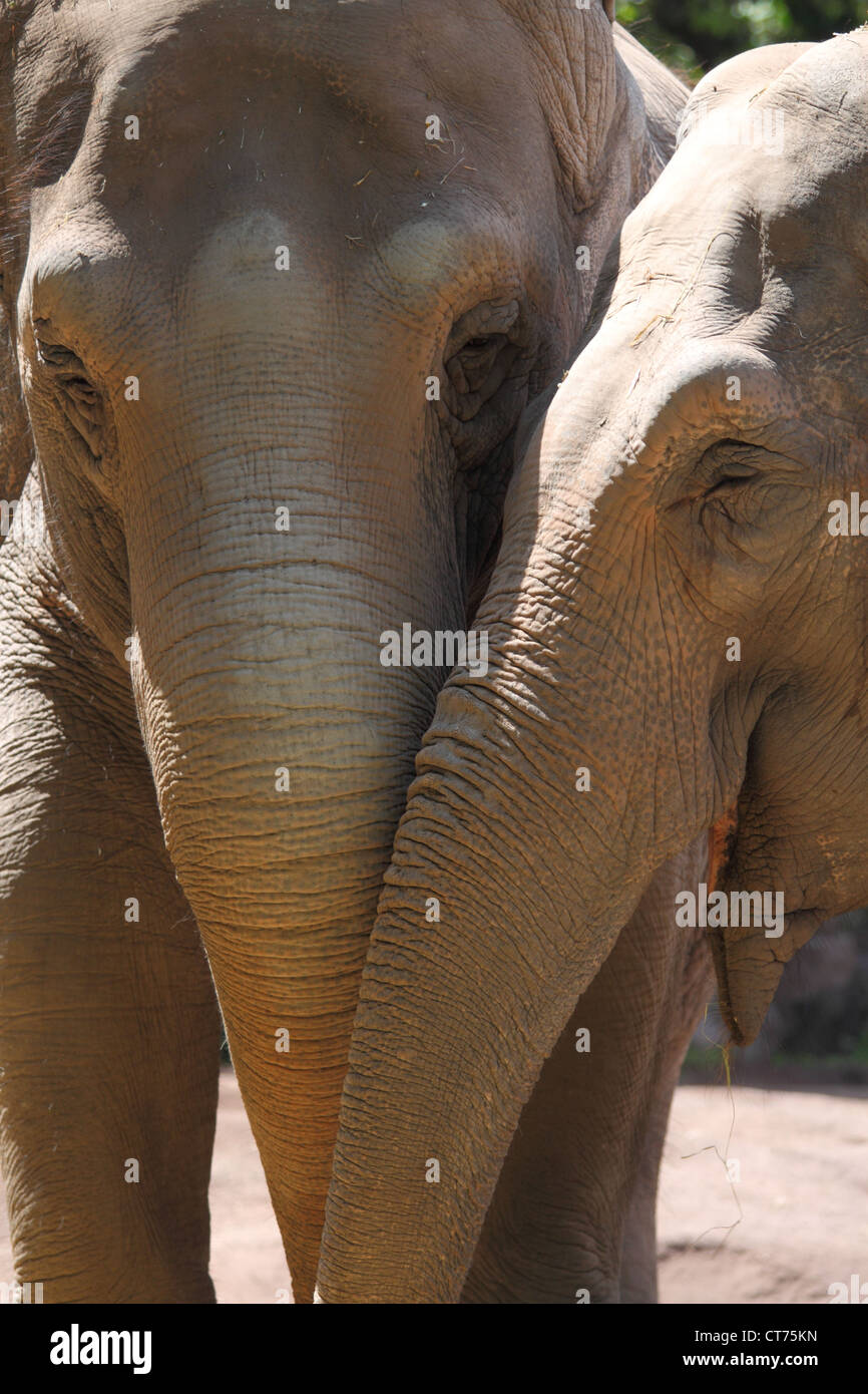 Friendshop fra due elefanti asiatici (Elephas maximus) Foto Stock