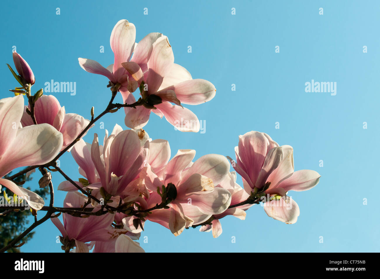 Fioritura Magnolia soulangeana Amabilis (piattino Magnolia), Smetanovy sady, Olomouc, Repubblica Ceca Foto Stock