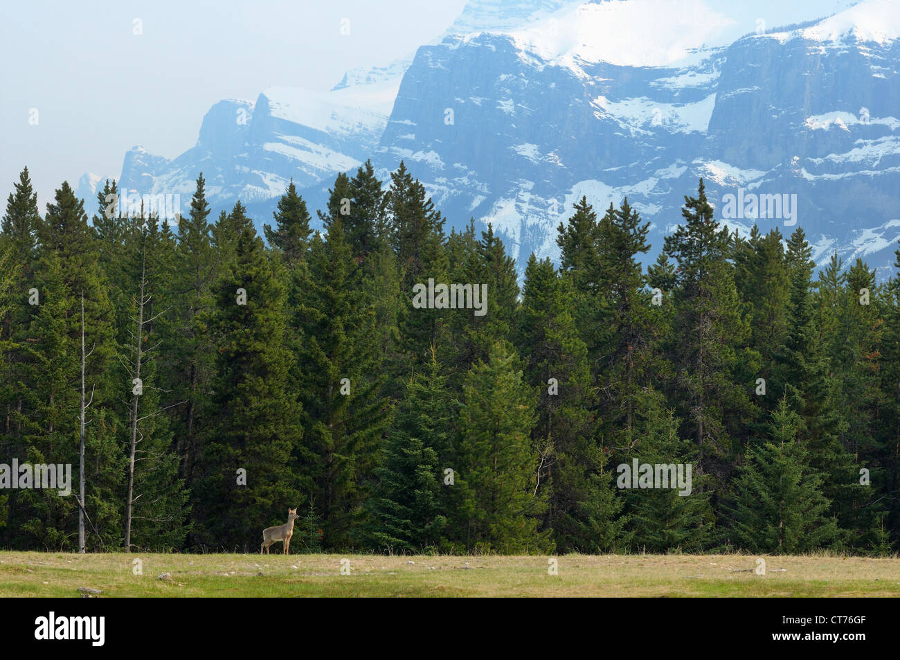 Deer presso il parco nazionale di Banff Foto Stock