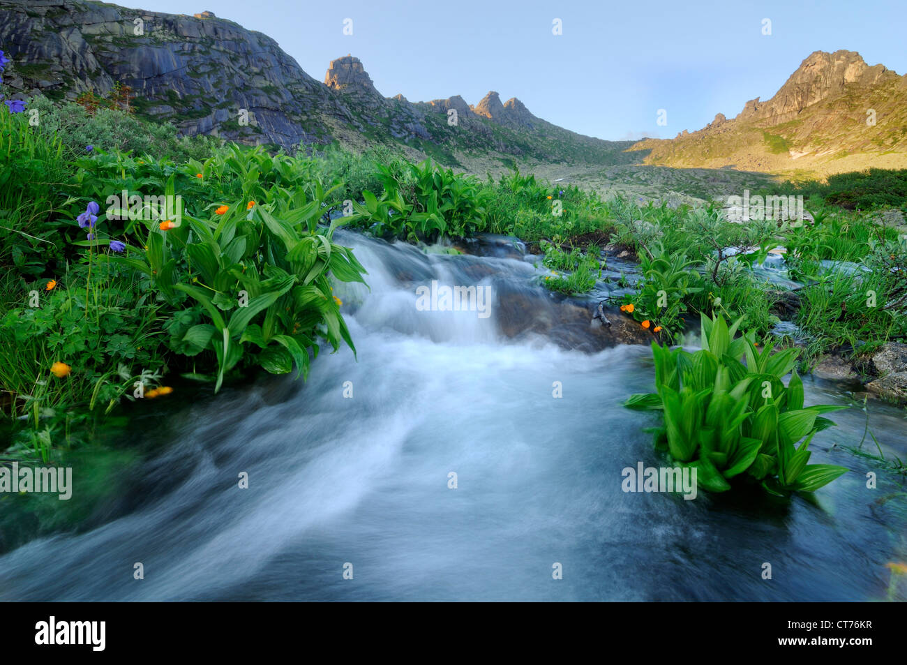 Fiori che crescono intorno nizhnyaya buiba stream ergaki nel parco nazionale Foto Stock