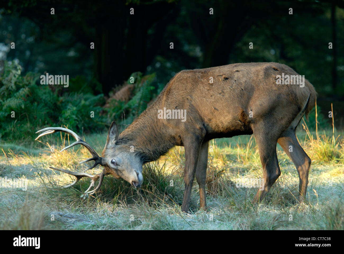 Un cervo rosso cervo strofinando il suo palchi durante il solco REGNO UNITO Foto Stock