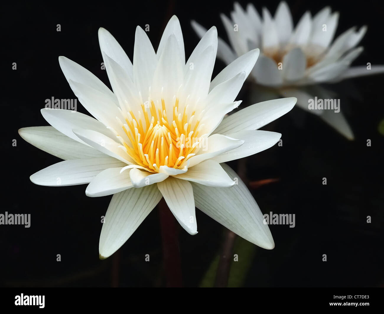 Un loto bianco in un parco locale accoglie favorevolmente tutti gli ospiti a un acquario a Okinawa, Giappone. Foto Stock