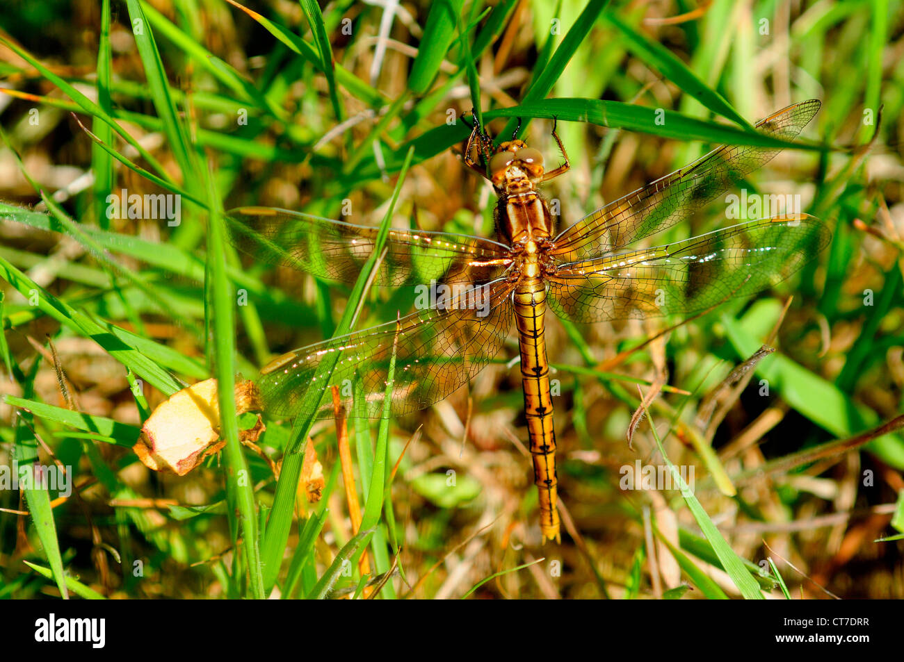 Un keeled dragonfly skimmer a riposo REGNO UNITO Foto Stock