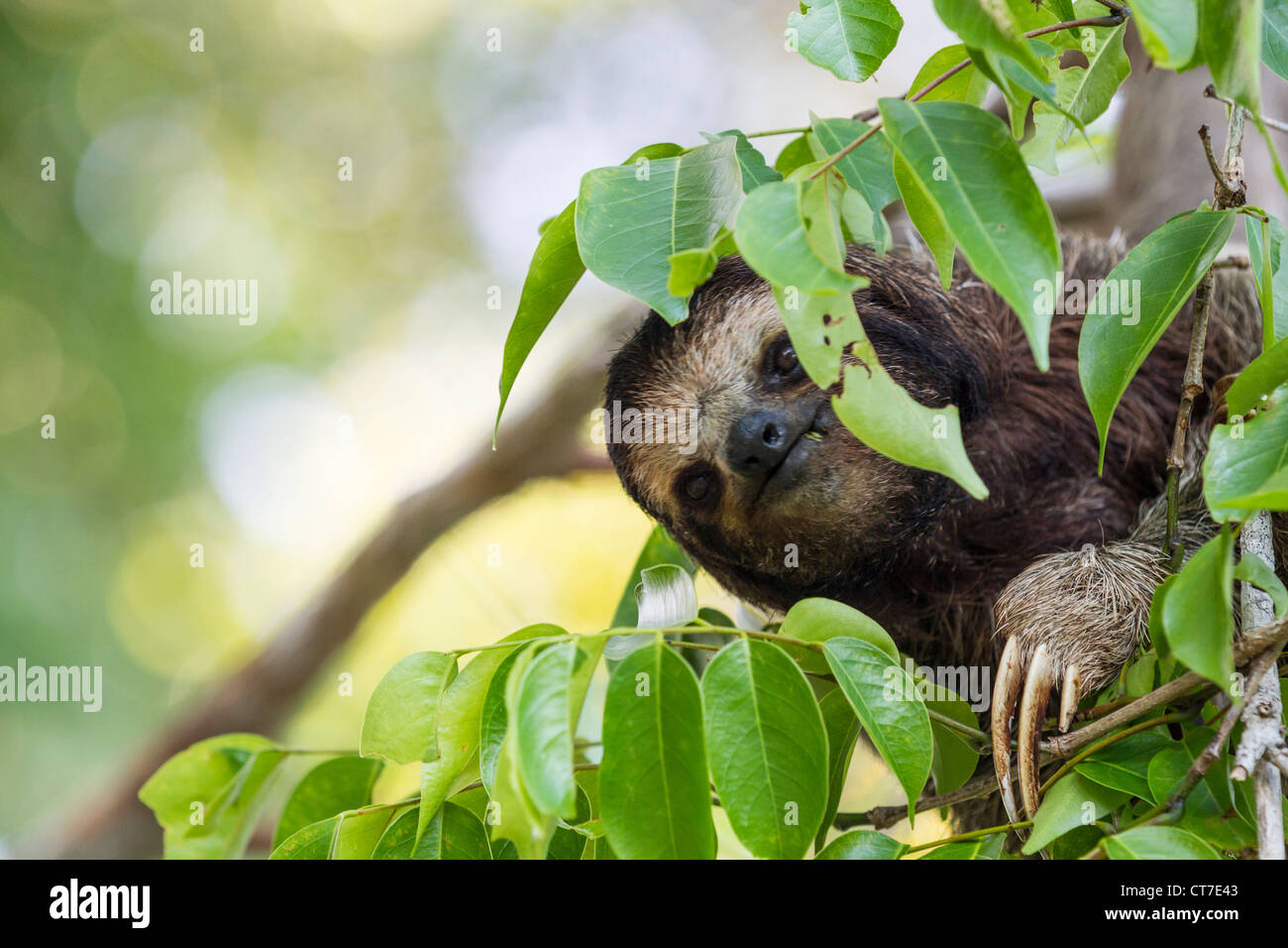 Il bradipo (Bradypus variegatus) foraggio su Isla Carenero, Bocas del Toro, Panama. Foto Stock