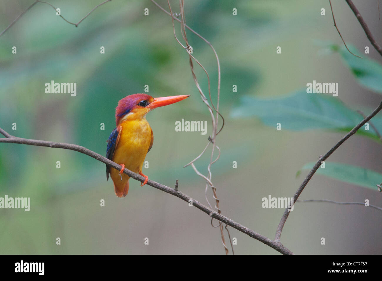 Nana orientali Kingfisher più belli e più carino piccolo uccello nel mondo girato a Thane Borivali Parco Nazionale di piogge Foto Stock