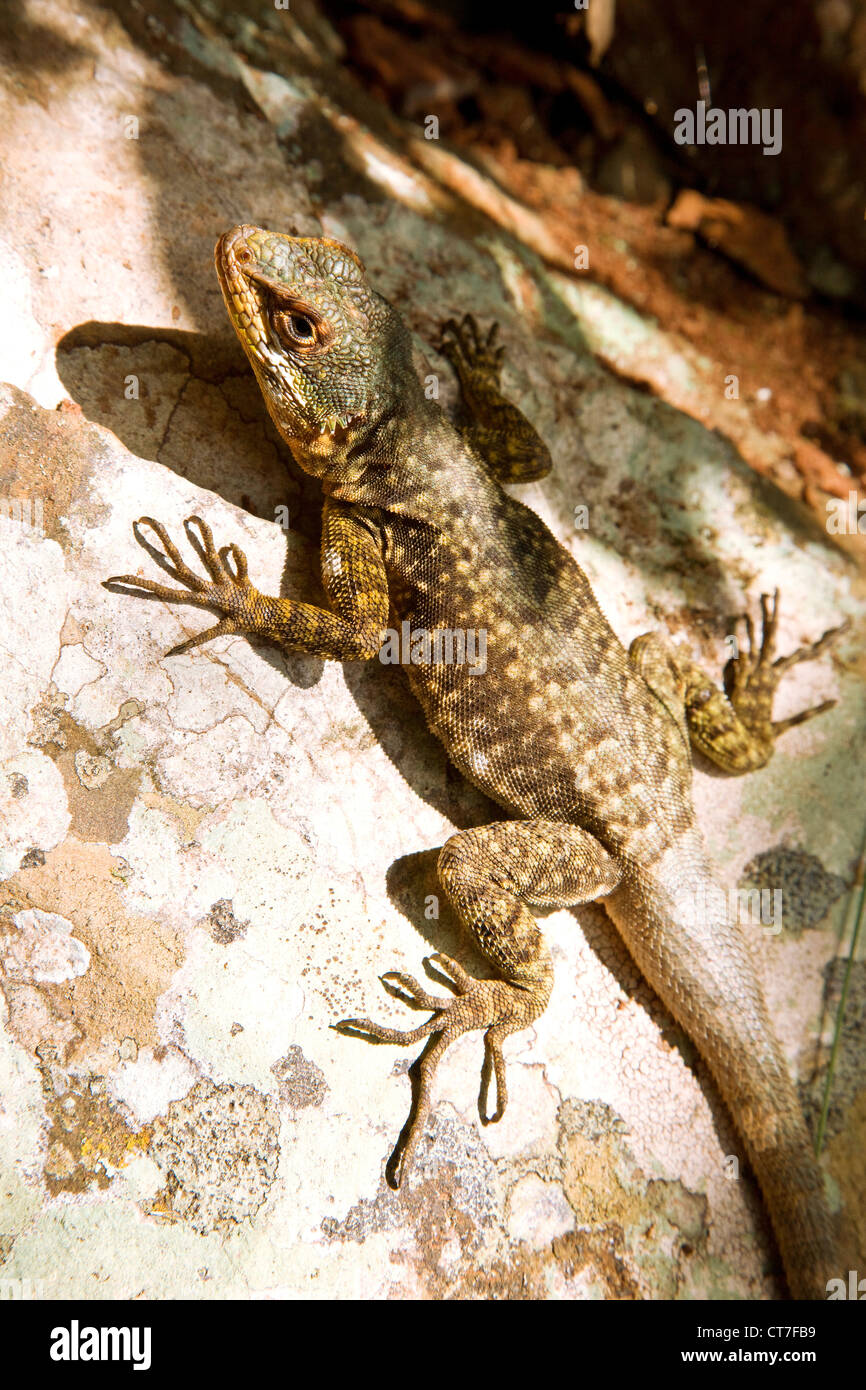 Lizard sul Circuito Inferiore o sentiero basso Foto Stock