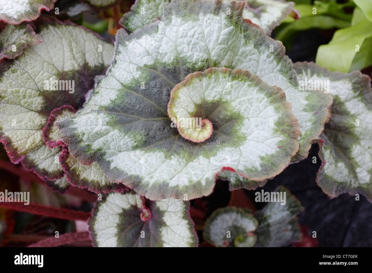 Begonia rex leaf dettaglio chiudere fino Foto Stock