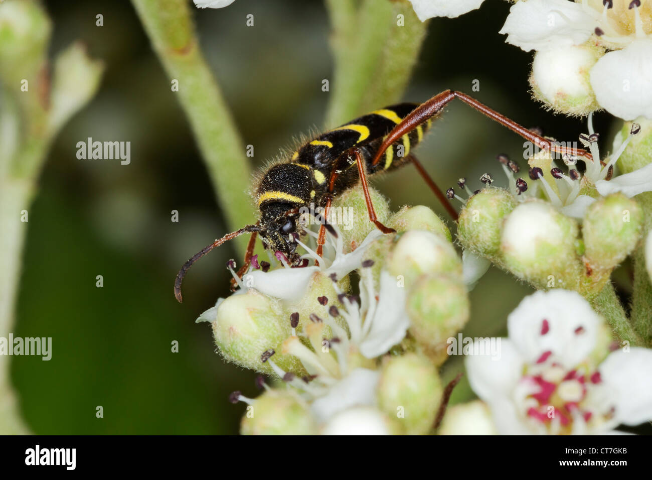 Wasp beetle nettare di raccolta. Foto Stock