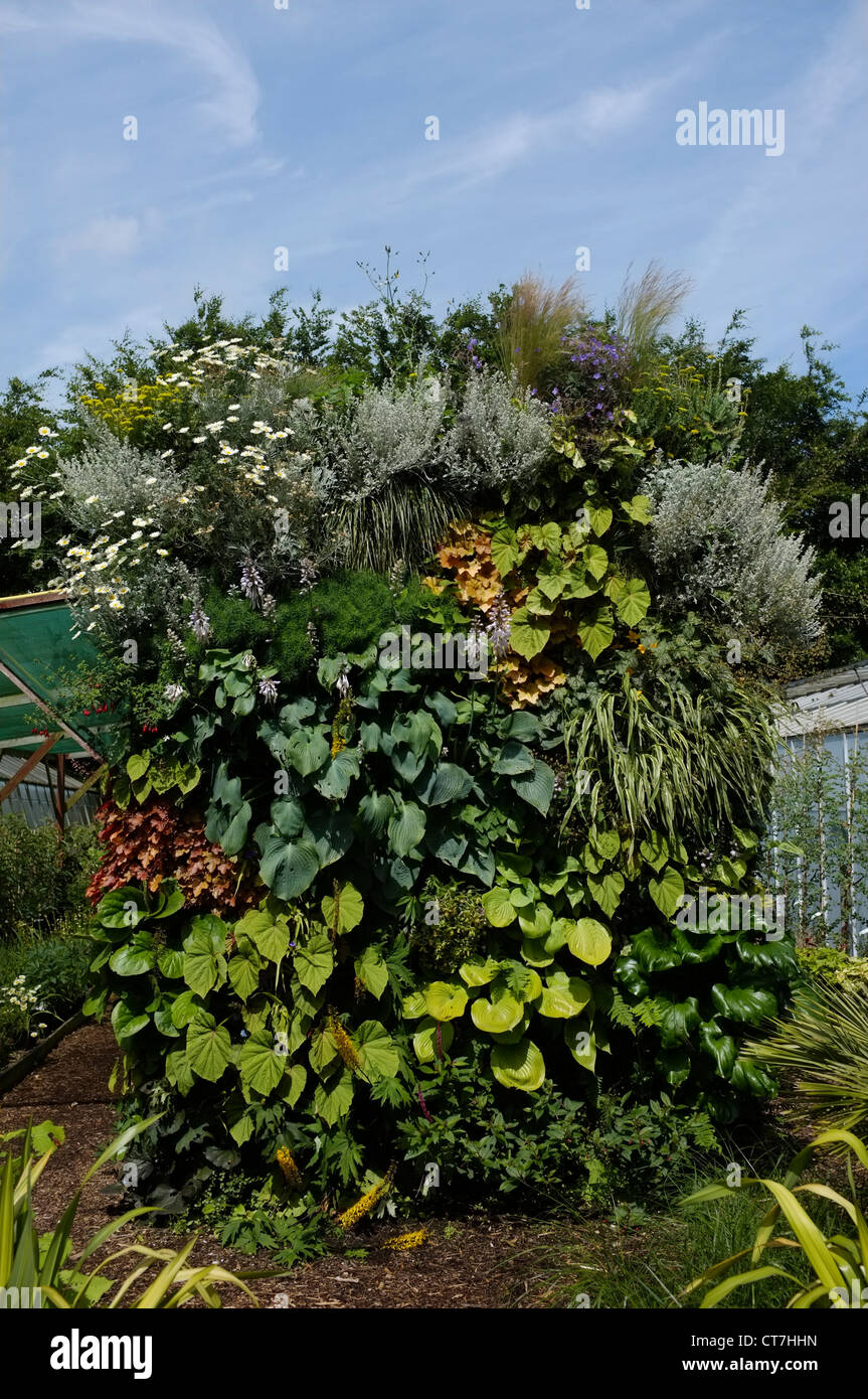 Una parete verticale di piante in un giardino vivaio in Norfolk Foto Stock