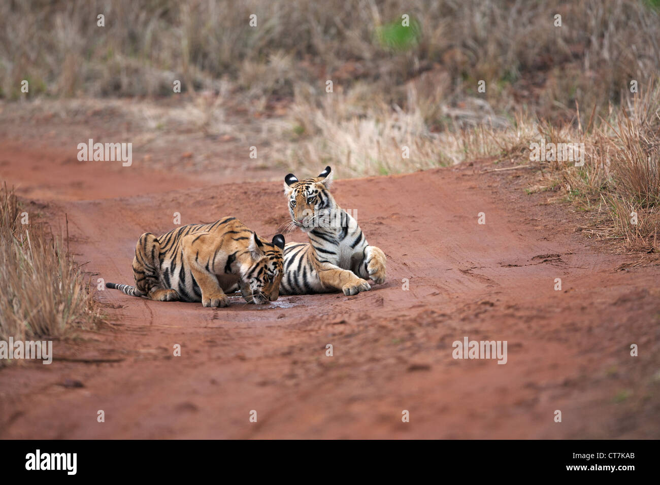 Il Bengala cuccioli di tigre sulla strada sterrata a Telia regione nella foresta di Tadoba, India ( Panthera Tigris ) Foto Stock