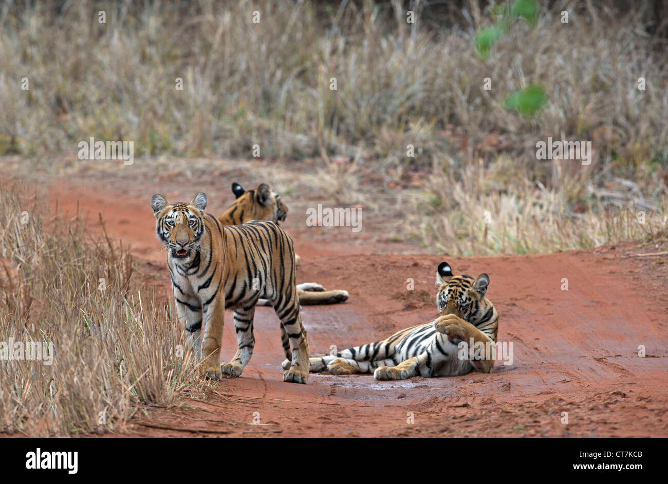 Il Bengala cuccioli di tigre sulla strada sterrata a Telia regione nella foresta di Tadoba, India ( Panthera Tigris ) Foto Stock