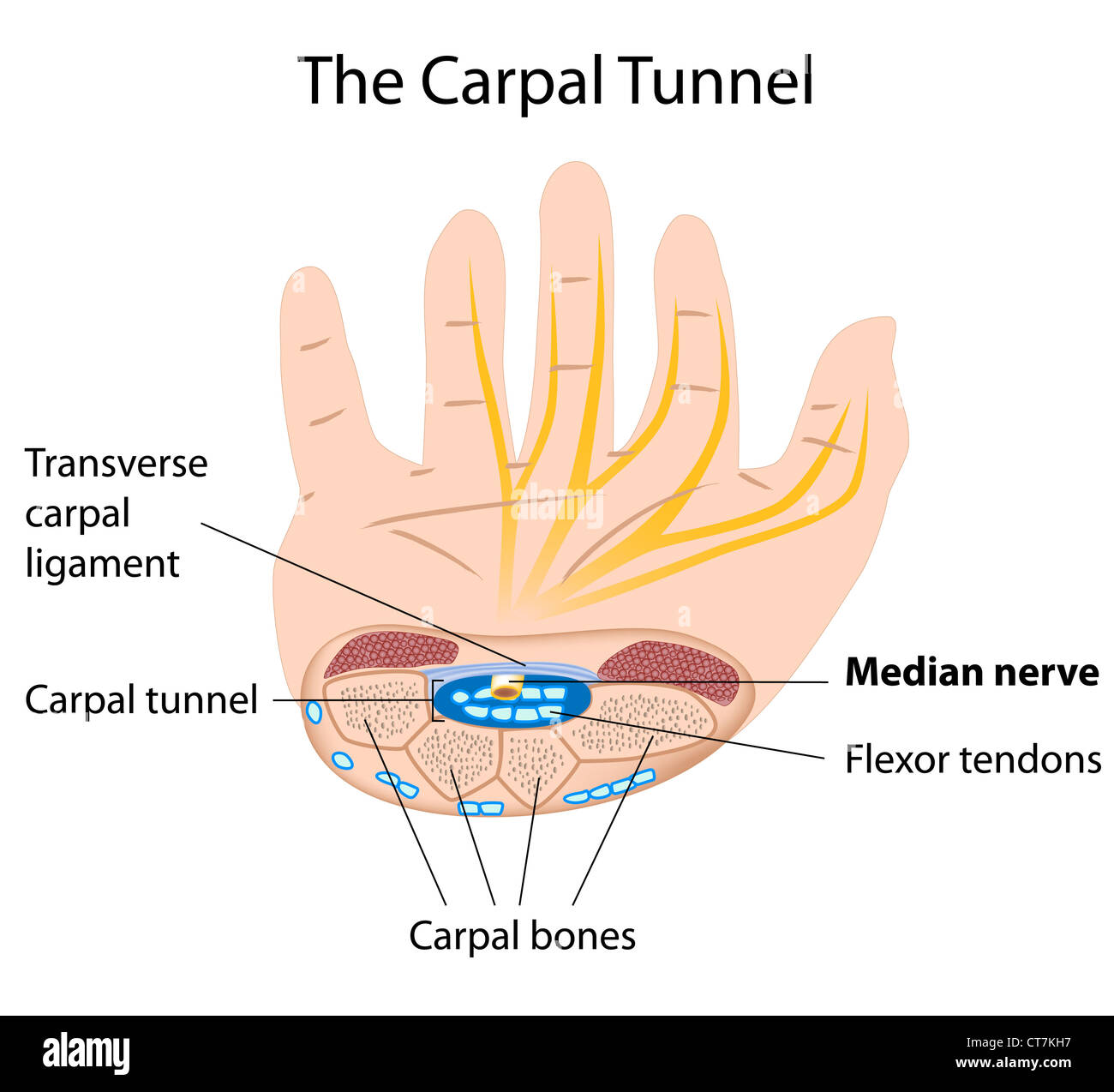 Il tunnel carpale anatomia Foto Stock