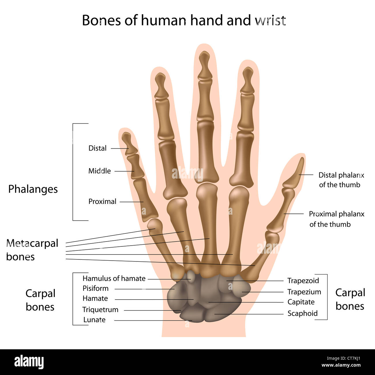 Le ossa della mano Foto Stock
