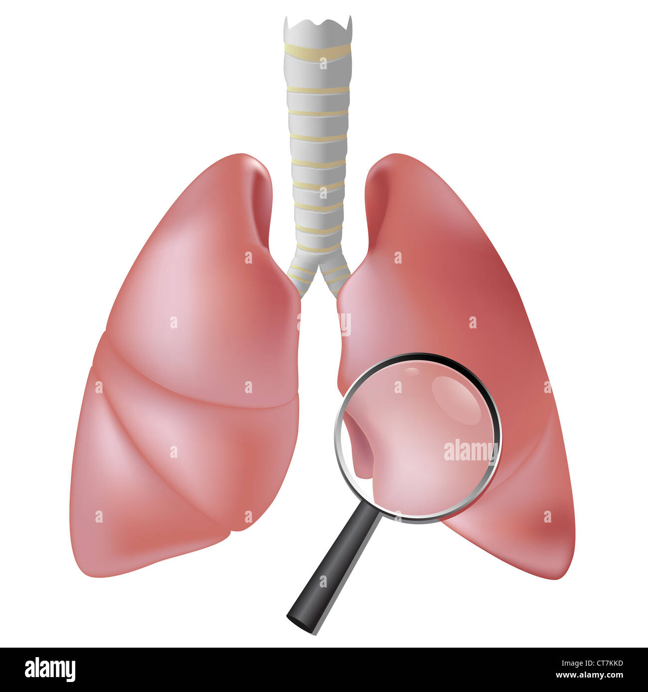 Polmone simbolo checkup Foto Stock