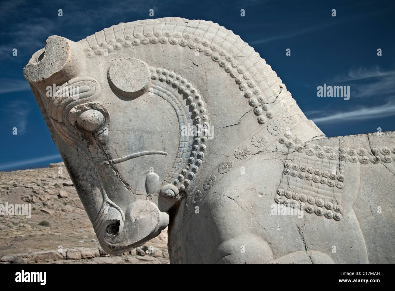 Cavallo persiano, Persepolis, Shiraz, Iran Foto Stock