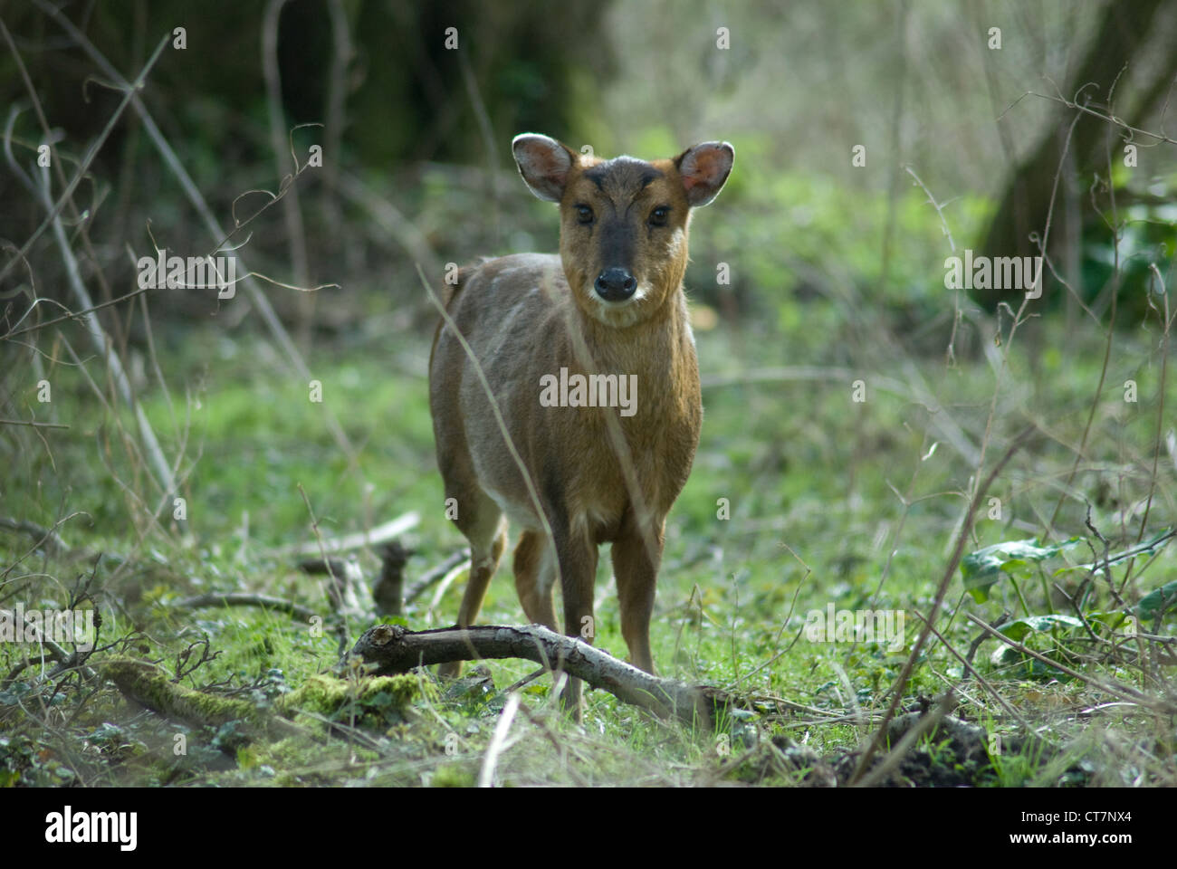 Reeve's Muntjac Deer (Muntiacus reevesi) Foto Stock