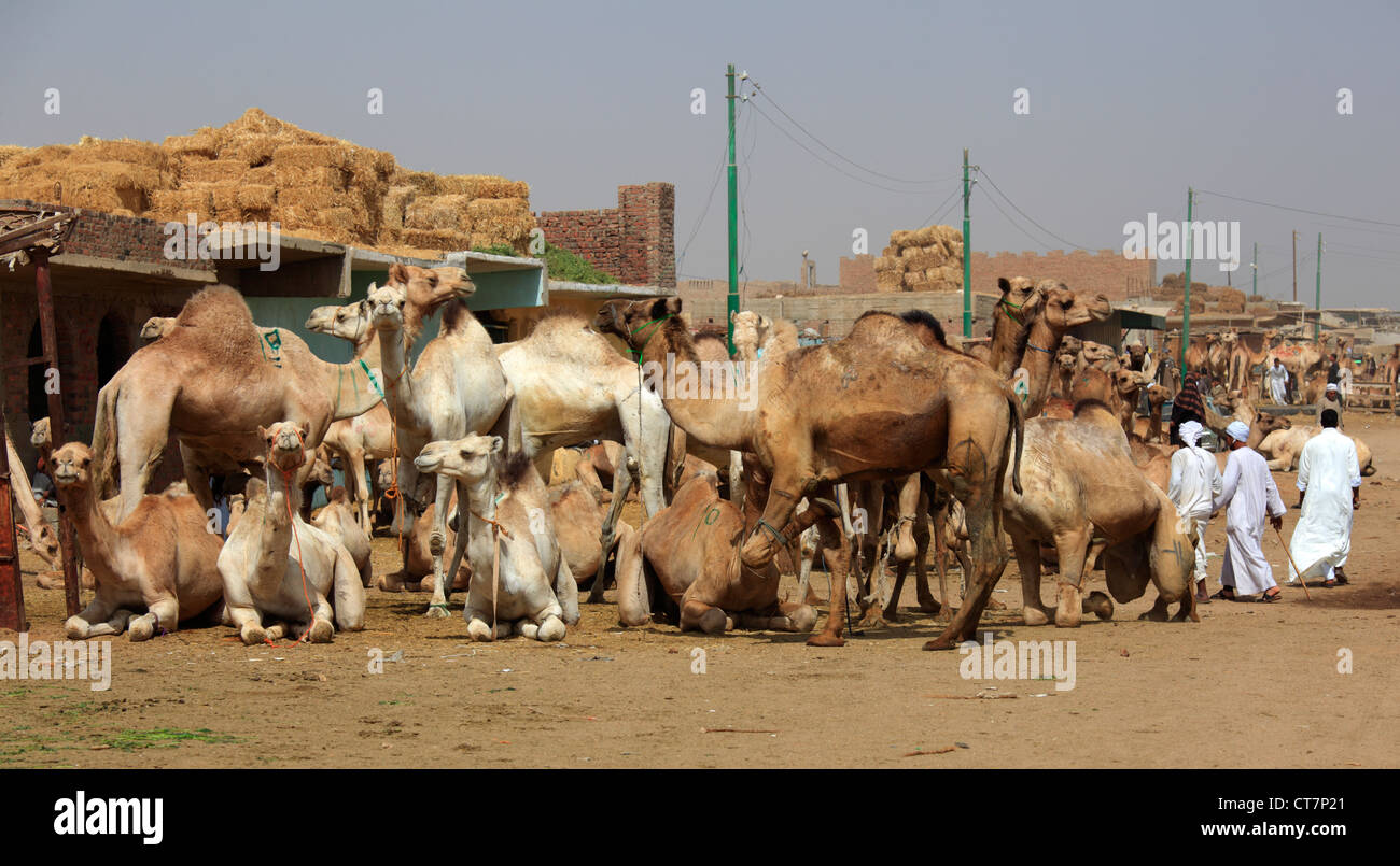 Mercato di cammelli in Birqash, Il Cairo, Egitto Foto Stock