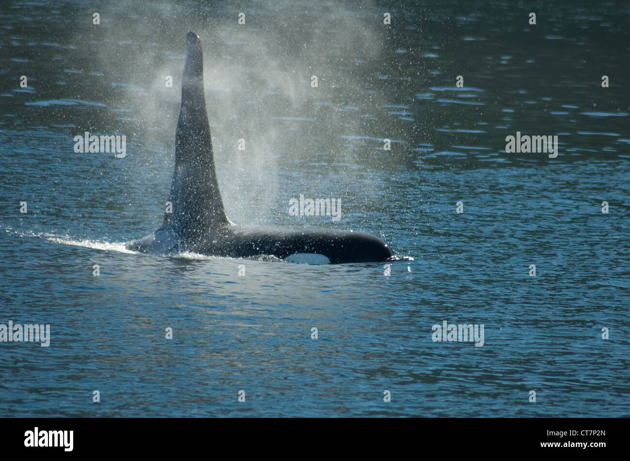 Orca (Orcinus orca) fuori dall'Isola di Vancouver, British Columbia Foto Stock