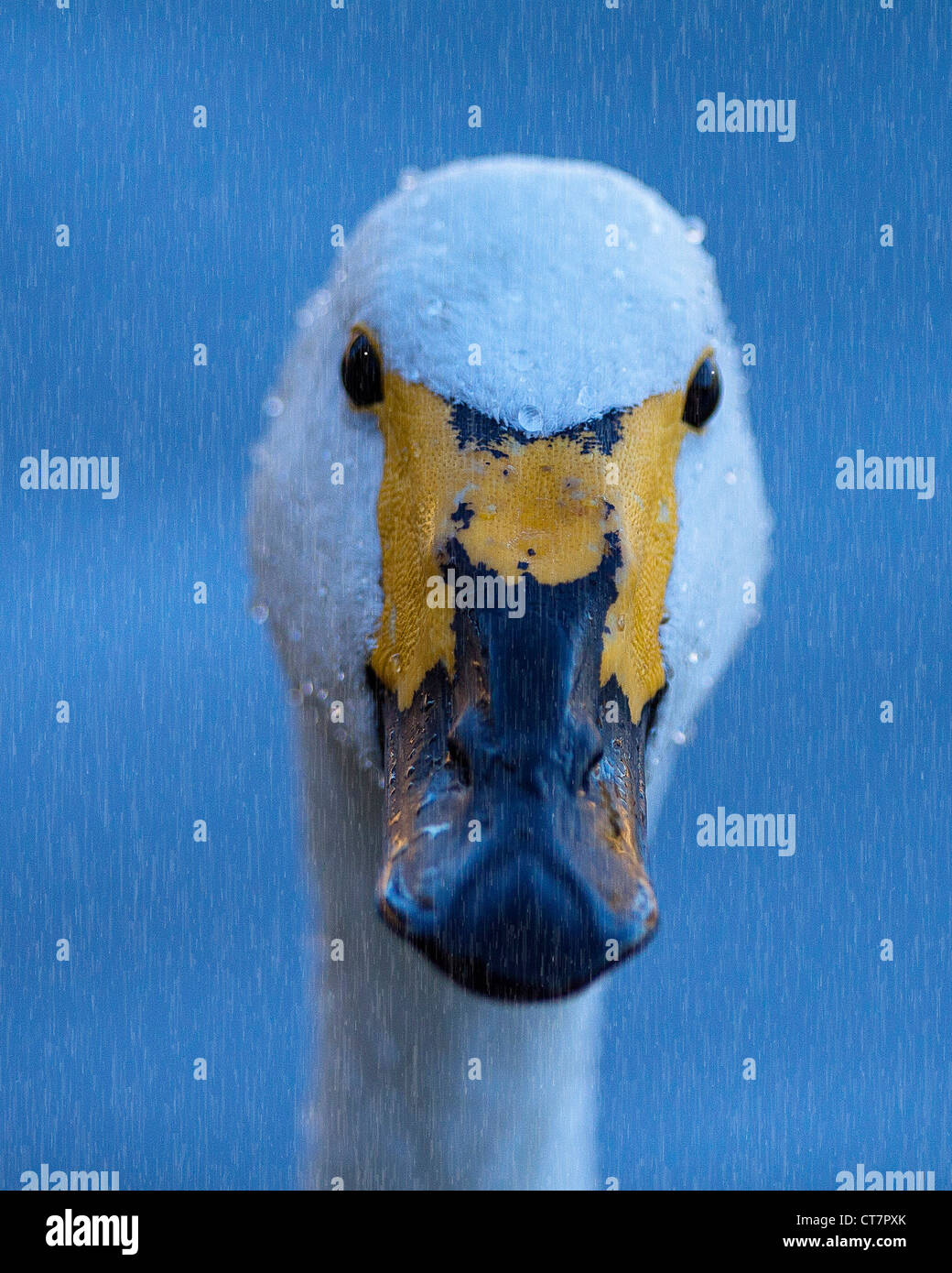 Ritratto di whooper gironzolano in Rain Foto Stock