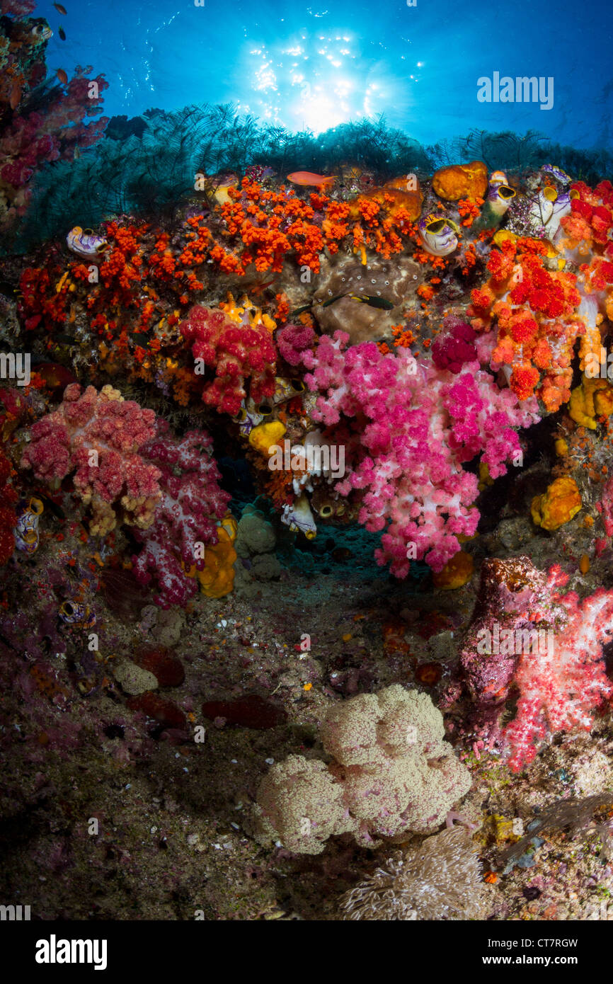 Soft Coral in Raja Ampat, Indonesia Foto Stock