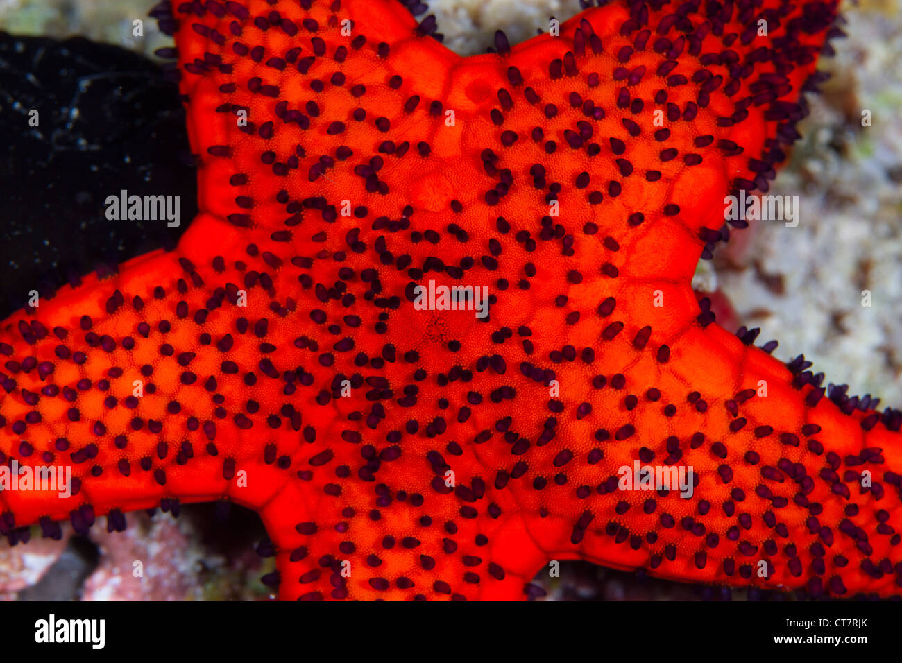 Red Starfish in Raja Ampat, Indonesia Foto Stock
