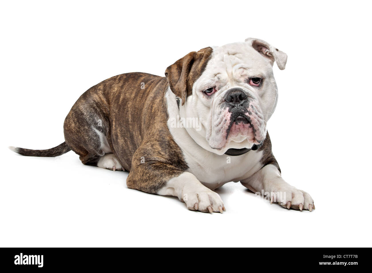 Vecchio Bulldog inglese di fronte a uno sfondo bianco Foto Stock