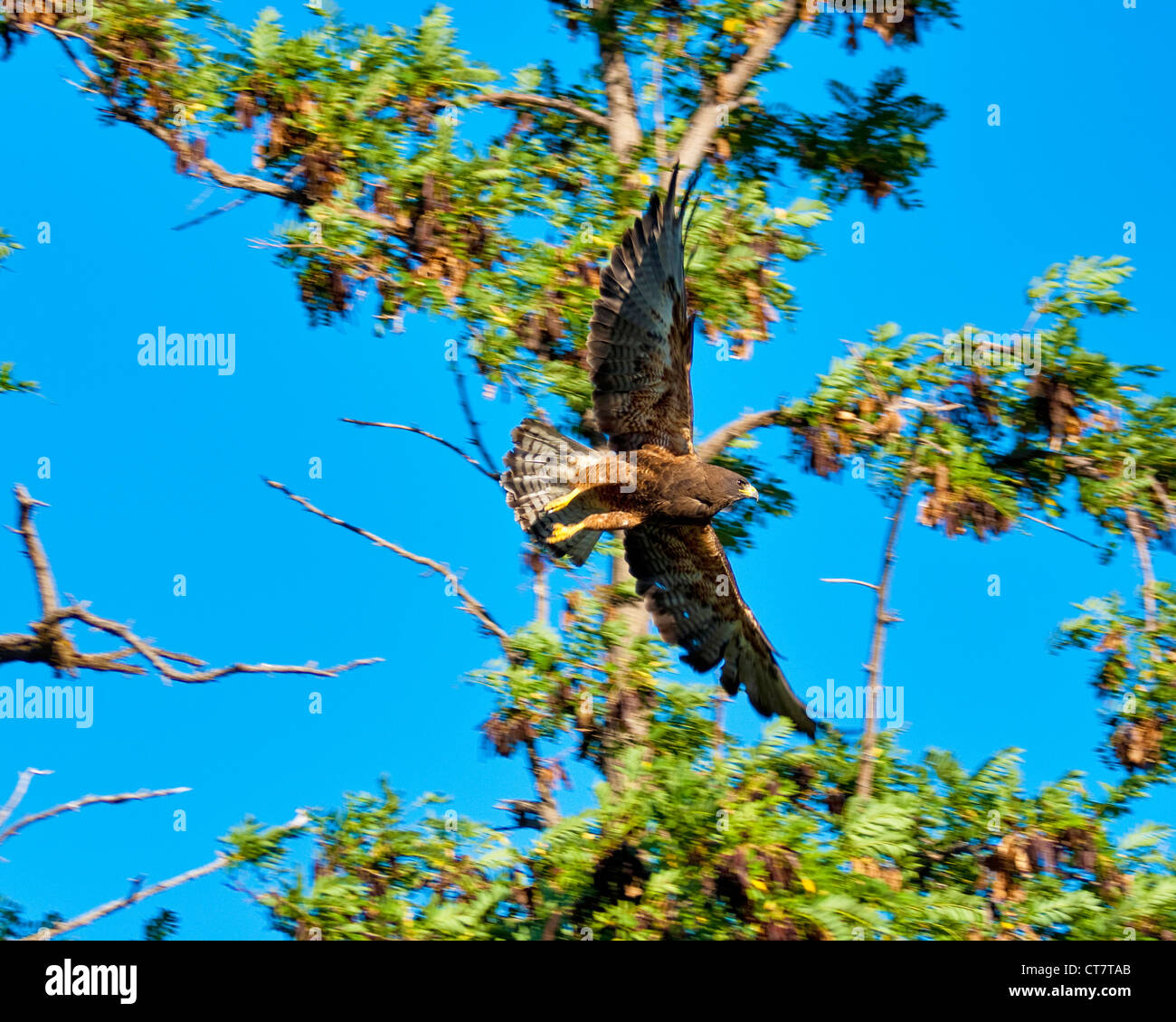 Un falco prende il volo da un albero con un cielo blu Foto Stock