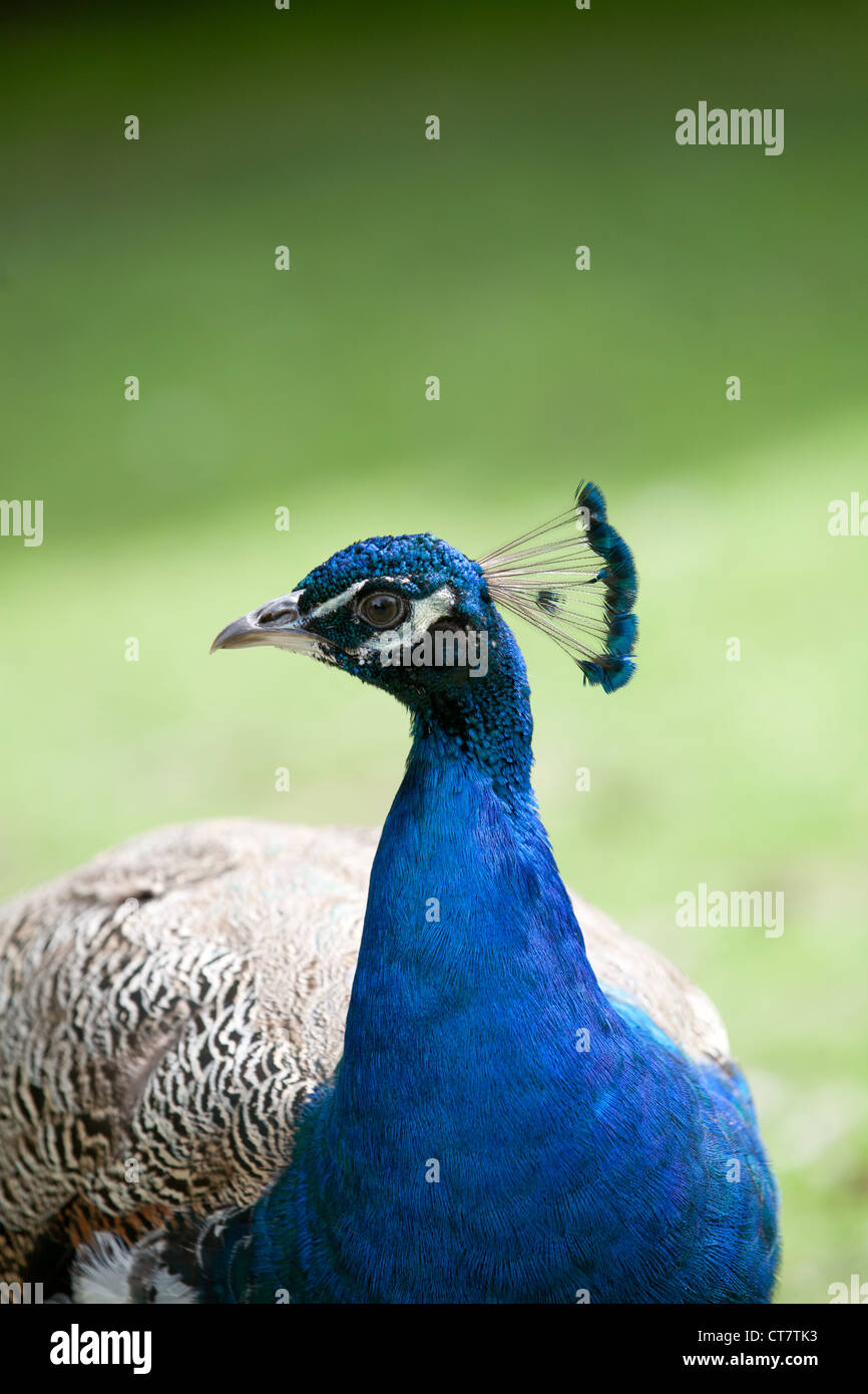 Una chiusura di un testa di pavone. Foto Stock